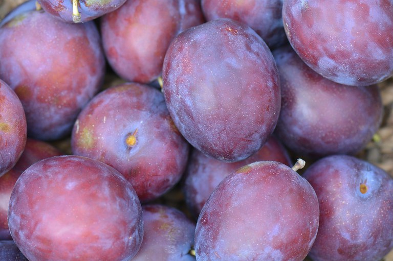 plums-472950_1280.jpg