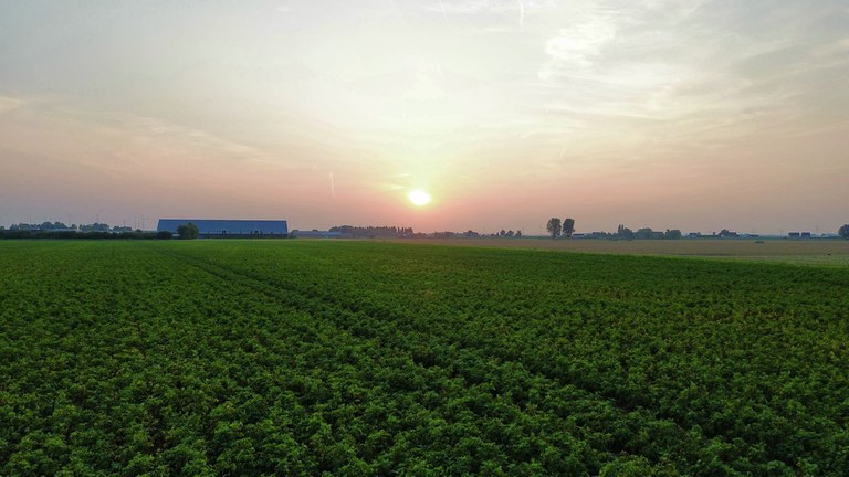 aardappelhandel_de_vriesd 8.jpg