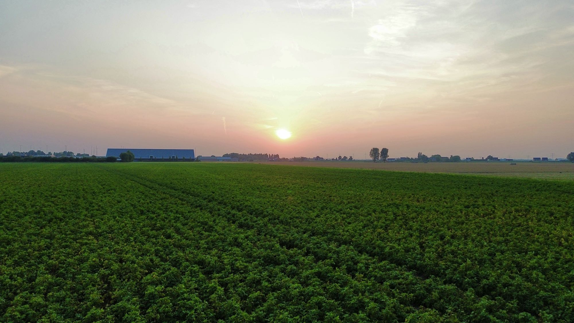 aardappelhandel_de_vriesd 8.jpg